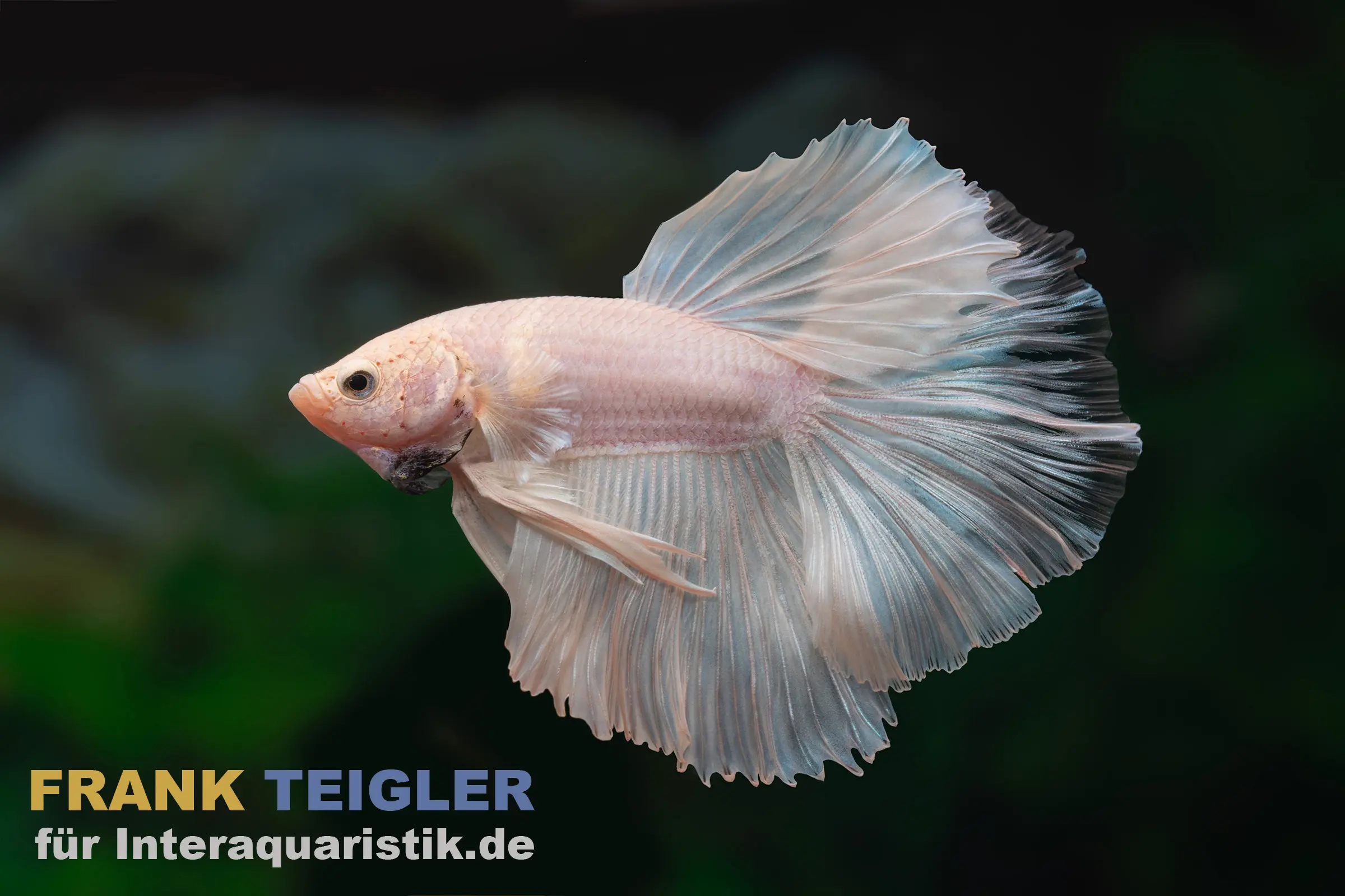 Halfmoon Kampffisch Ghost, Betta splendens, Männchen mit zarten transparenten Flossen und leicht irisierendem Körper; besondere Erscheinung für ruhige, dicht bepflanzte Aquarien; Herkunft Südostasien
