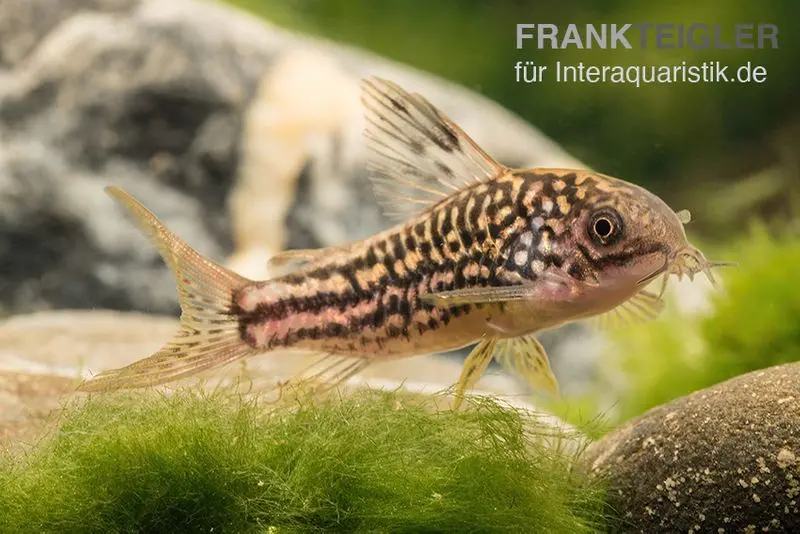 Nanus-Panzerwels, Corydoras nanus, 2-3 cm