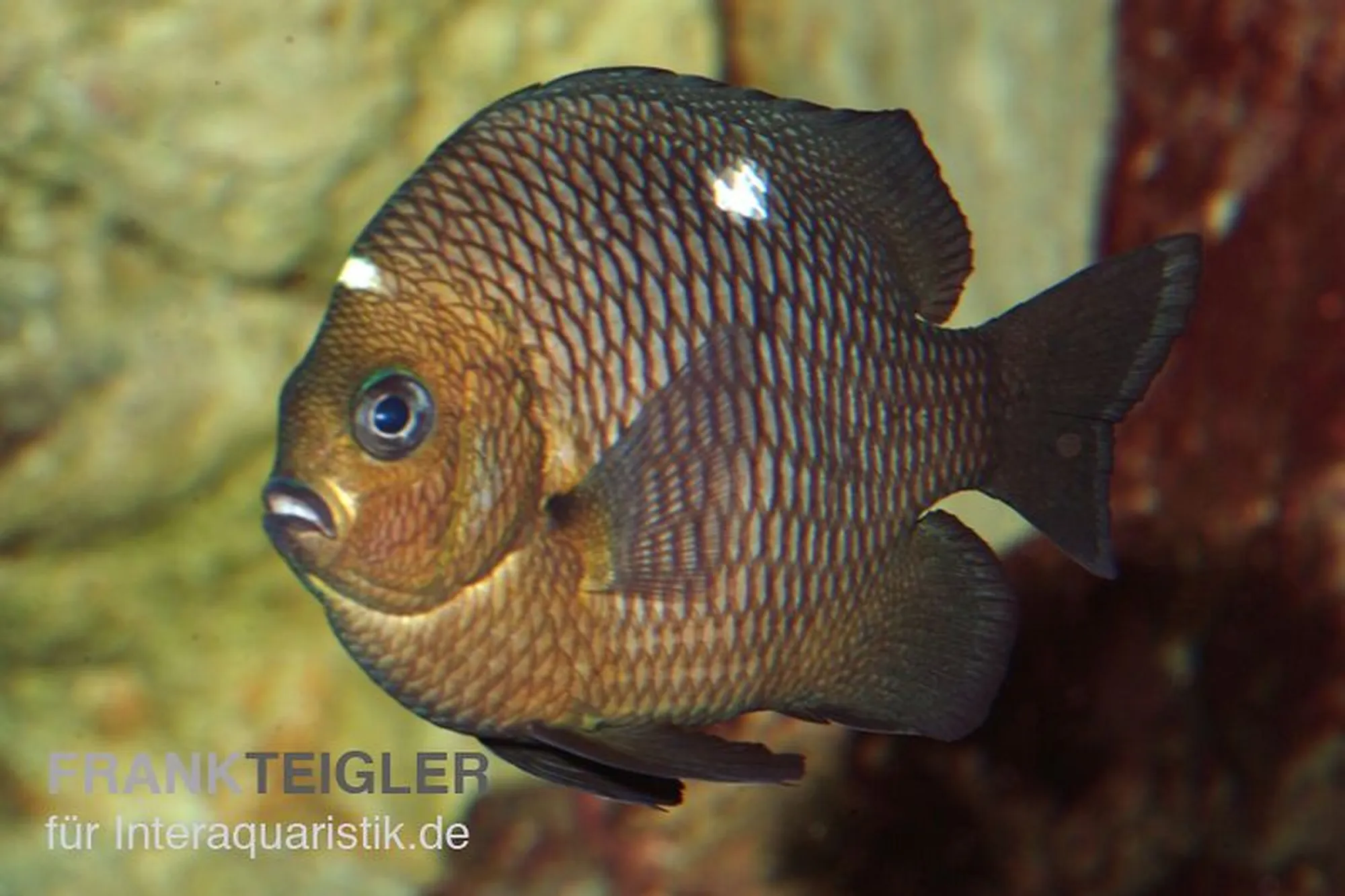 Dreipunkt-Preußenfisch, Dascyllus trimaculatus