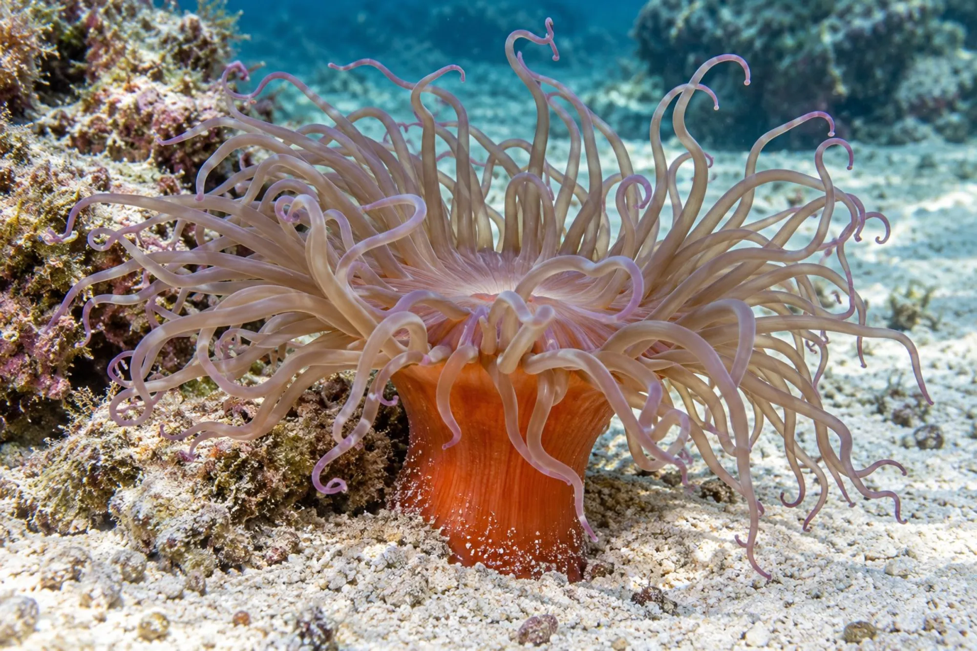 Korkenzieher-Anemone, Macrodactyla doreensis, Größe M–L