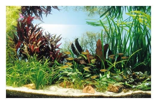 Kupfer-Salmler, 80 x 35 x 40 cm, Aquarienpflanzen-Set, Pflanzensortiment