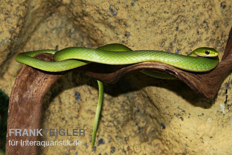 Raue Grasnatter, Opheodrys aestivus