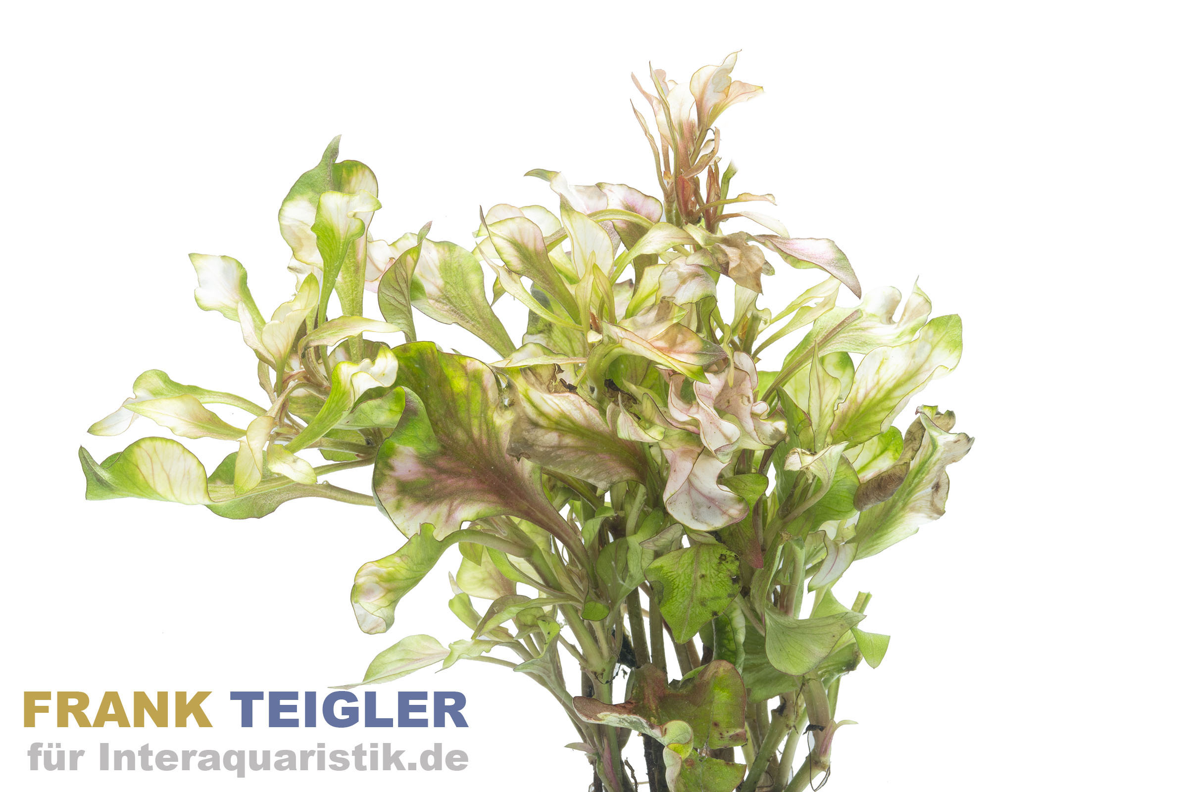 Buntes Sumpf-Papageienblatt, Alternanthera bettzickiana versicolor (Terrariumpflanze), im Topf