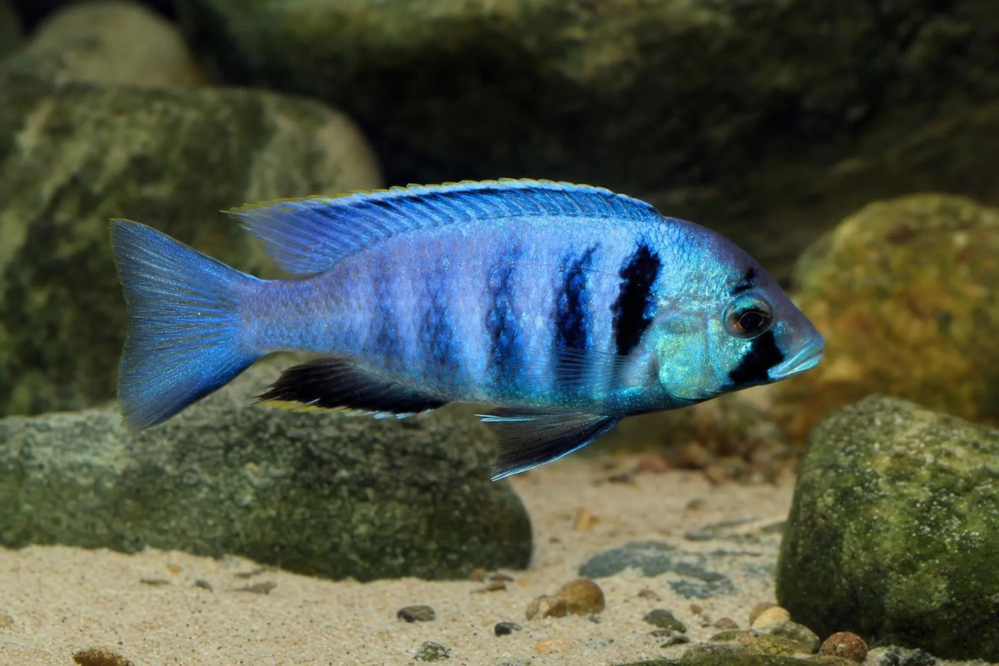 Likomamaulbrüter, Placidochromis electra