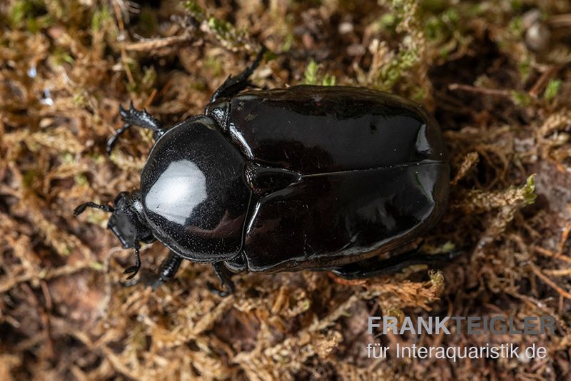 Schwarzer Rosenkäfer, Diplognatha gagates