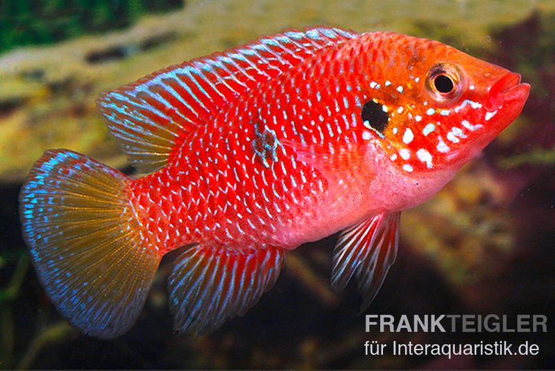 Roter Buntbarsch, Hemichromis stellifer sp. "Gabun"