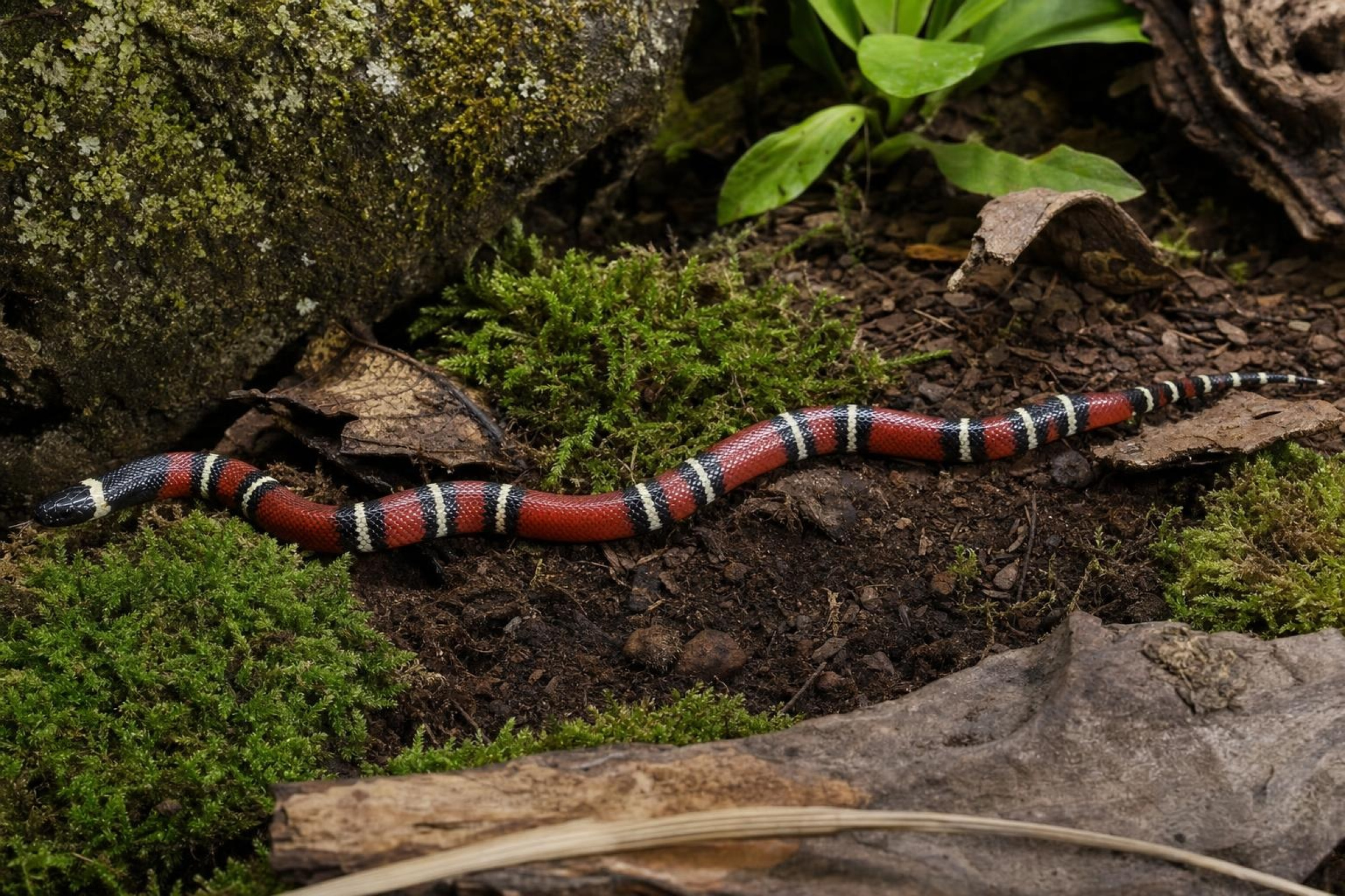 Nelsons Milchschlange, Lampropeltis t. nelsoni