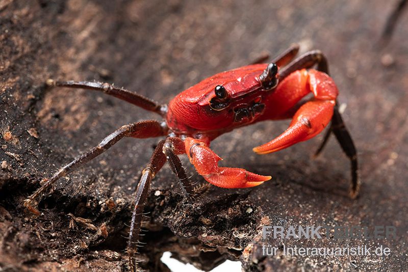 Wasserfall-Krabbe, Phricothelphusa limula