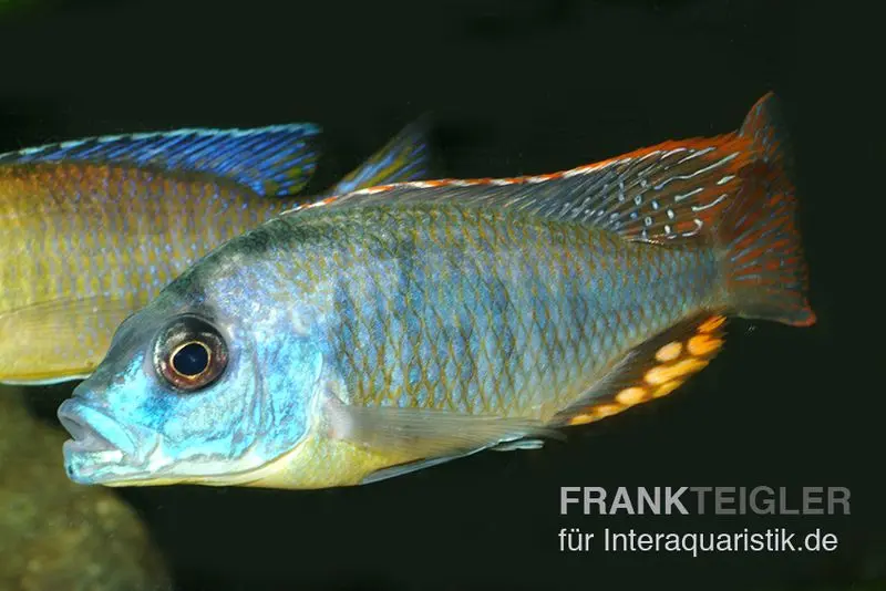 Chrysogaster-Cichlide, Naevochromis chrysogaster, 8-10 cm, DNZ