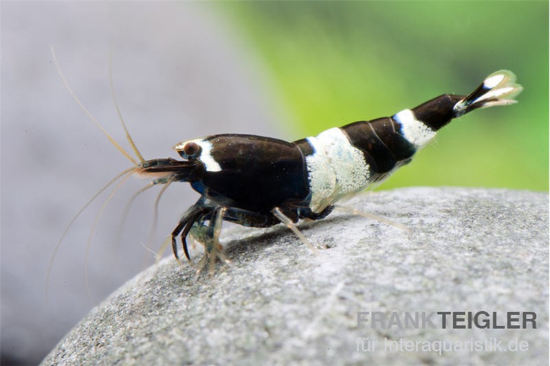 Black Panda Garnele, Caridina spec. Black Panda (Taiwan Bee)