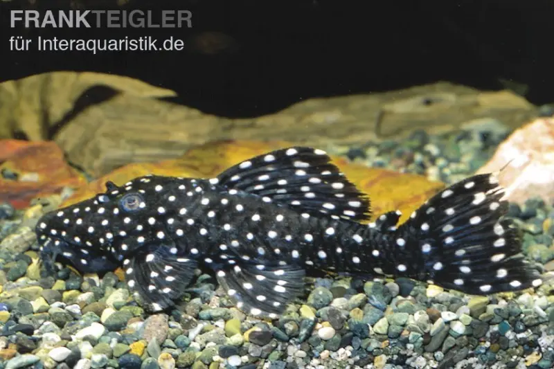 Milchstraßen-Rüsselzahnwels, Leporacanthicus galaxias L007/L029/L240 6-8 cm