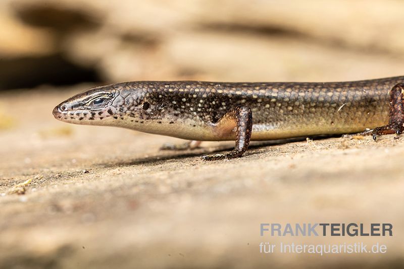 Togo-Skink, Panaspis togoensis