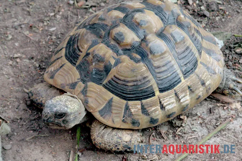 Griechische Landschildkröte, Testudo hermanni boettgeri