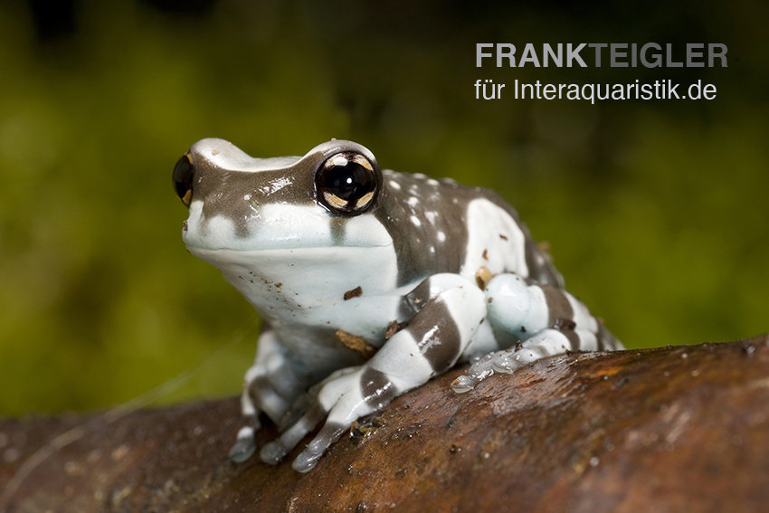 Baumhöhlen-Krötenlaubfrosch, Trachycephalus resinifictrix