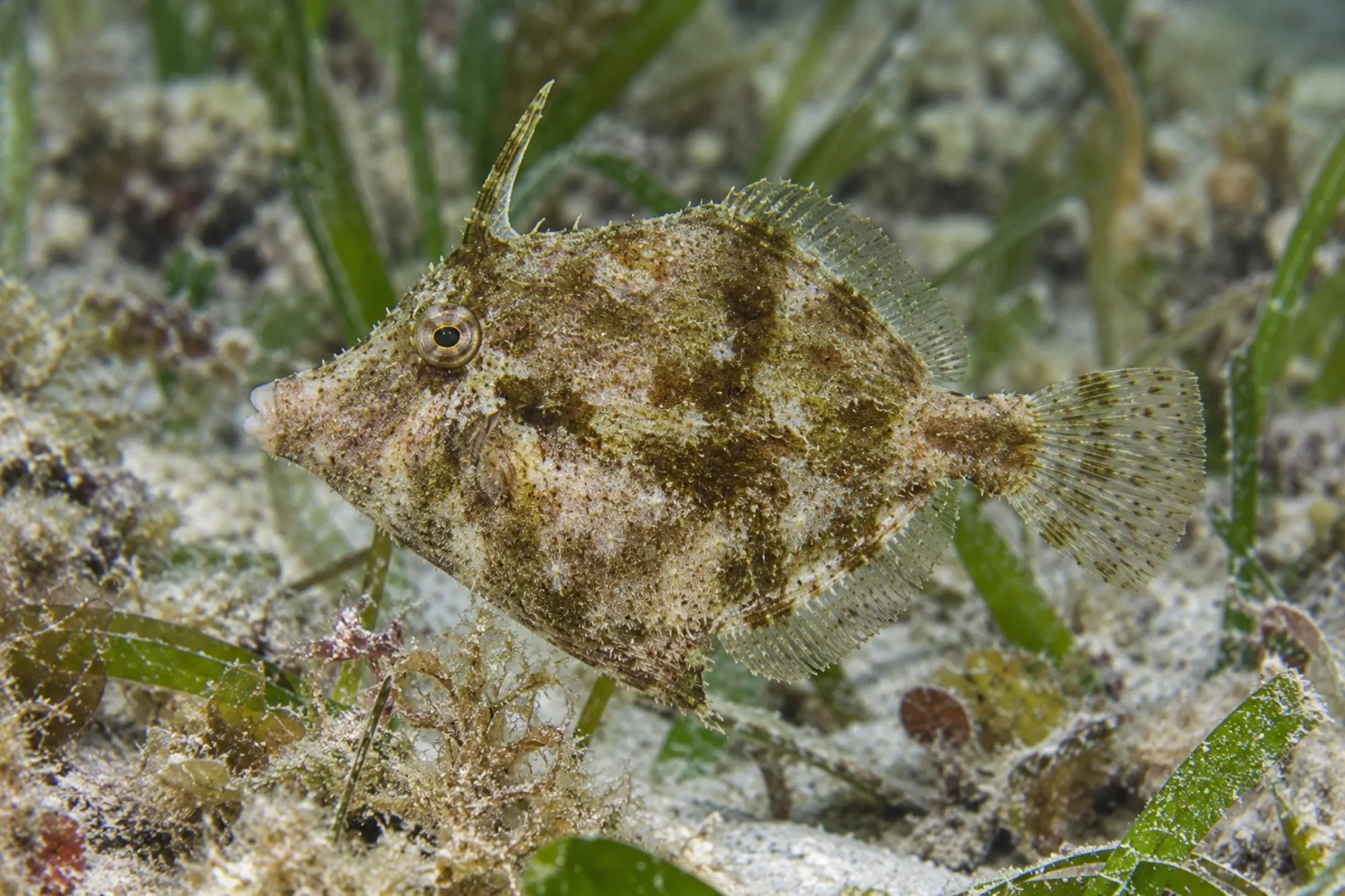 Seegras Feilenfisch, Acreichthys tomentosus, ca. 3,0-4,0 cm