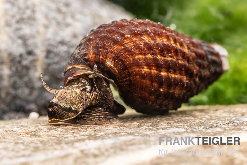 Genoppte Turmdeckelschnecke, Tarebia granifera