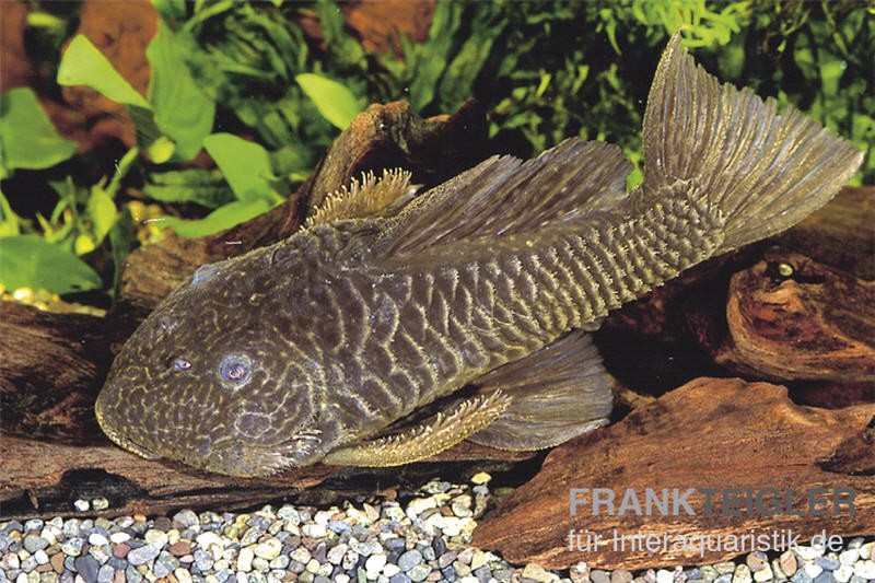 Goldstachel-Breitkopfharnischwels, L 56, Parancistrus aurantiacus, 5-7 cm