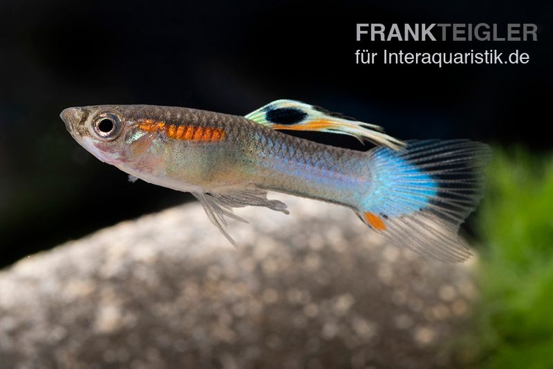 Neon Blue Endler Guppy, Poecilia wingei "Sky blue", Männchen