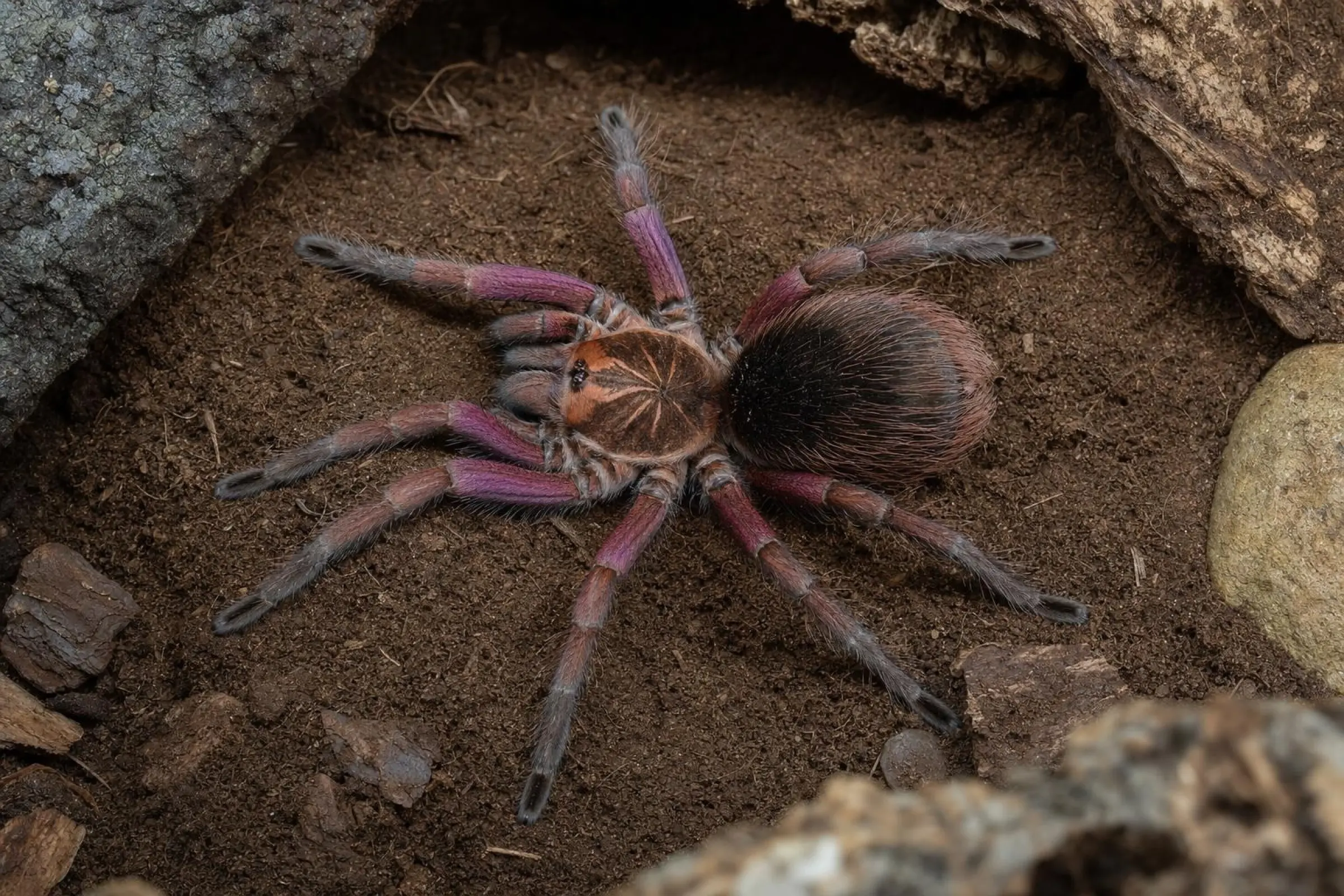 Machala-Vogelspinne, Pamphobeteus spec. machala