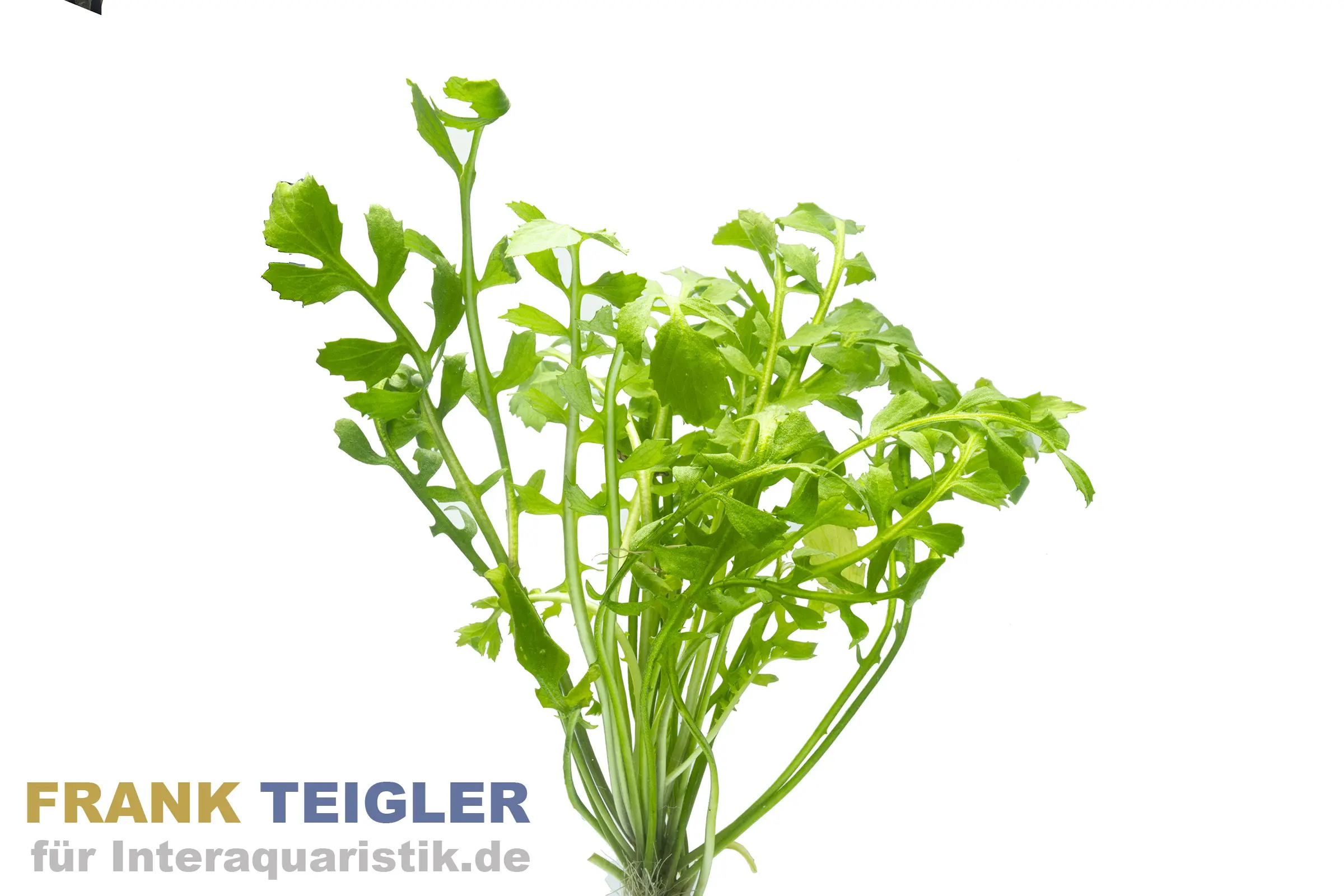 Wassermeerrettich, Rorippa aquatica, im Topf