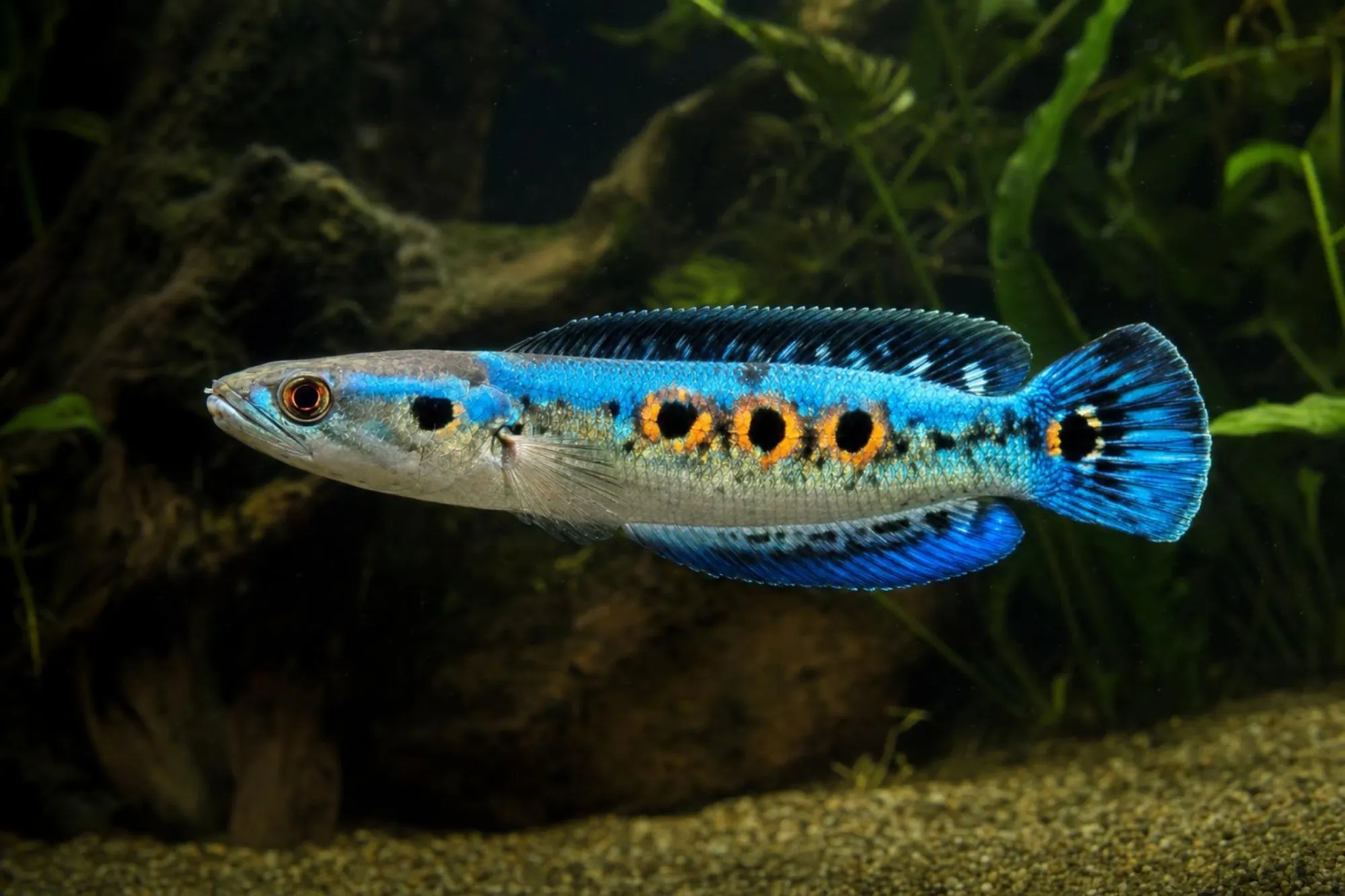 Cobalt-Zwergschlangenkopf, Channa quinquefasciata