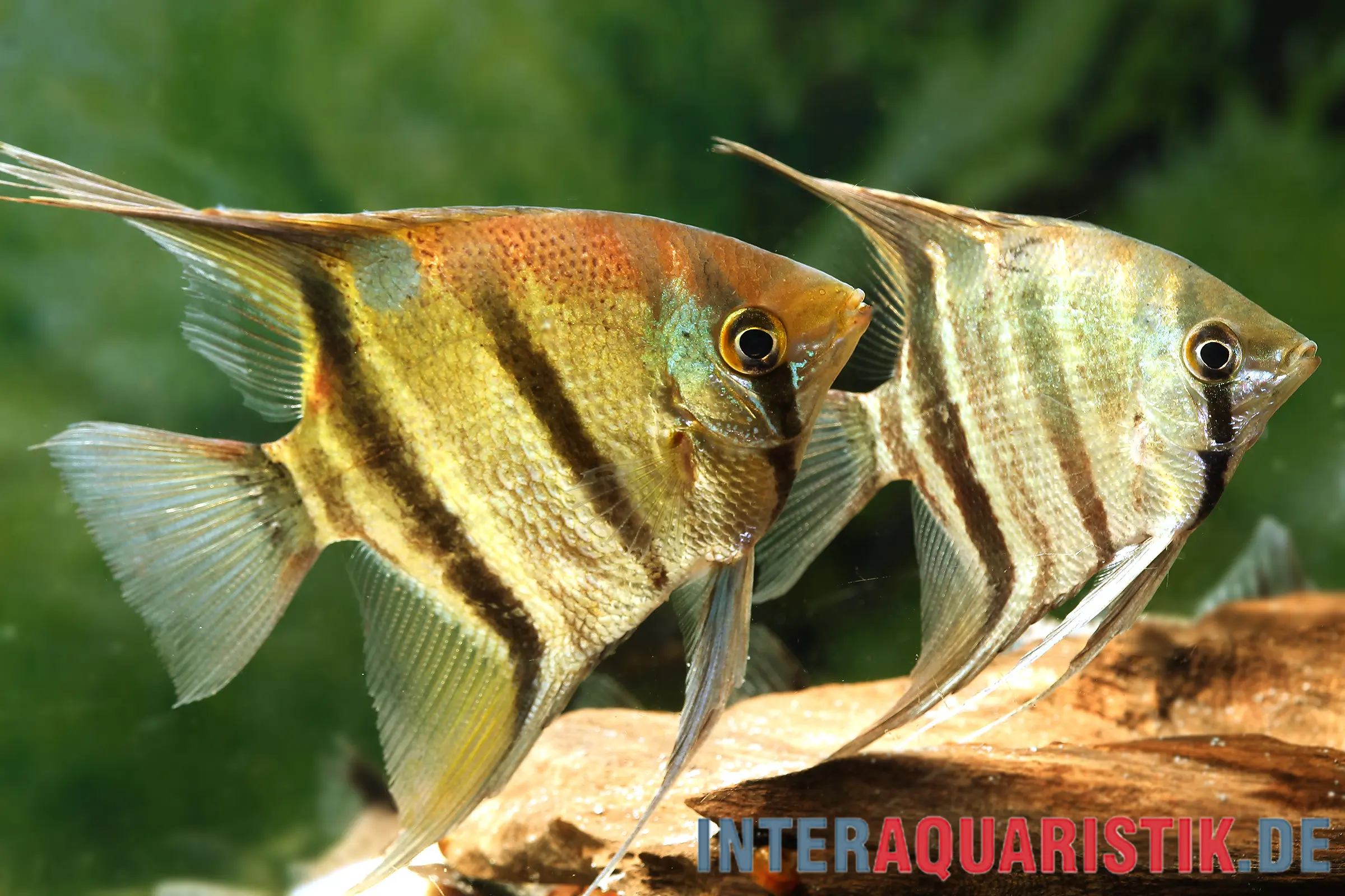 Nahaufnahme von zwei Leopolds Skalaren (Pterophyllum leopoldi) mit gold-brauner Färbung und dunklen Querstreifen; edle Farbvariante, Haltung im Gesellschaftsaquarium (Amazonas-Herkunft)