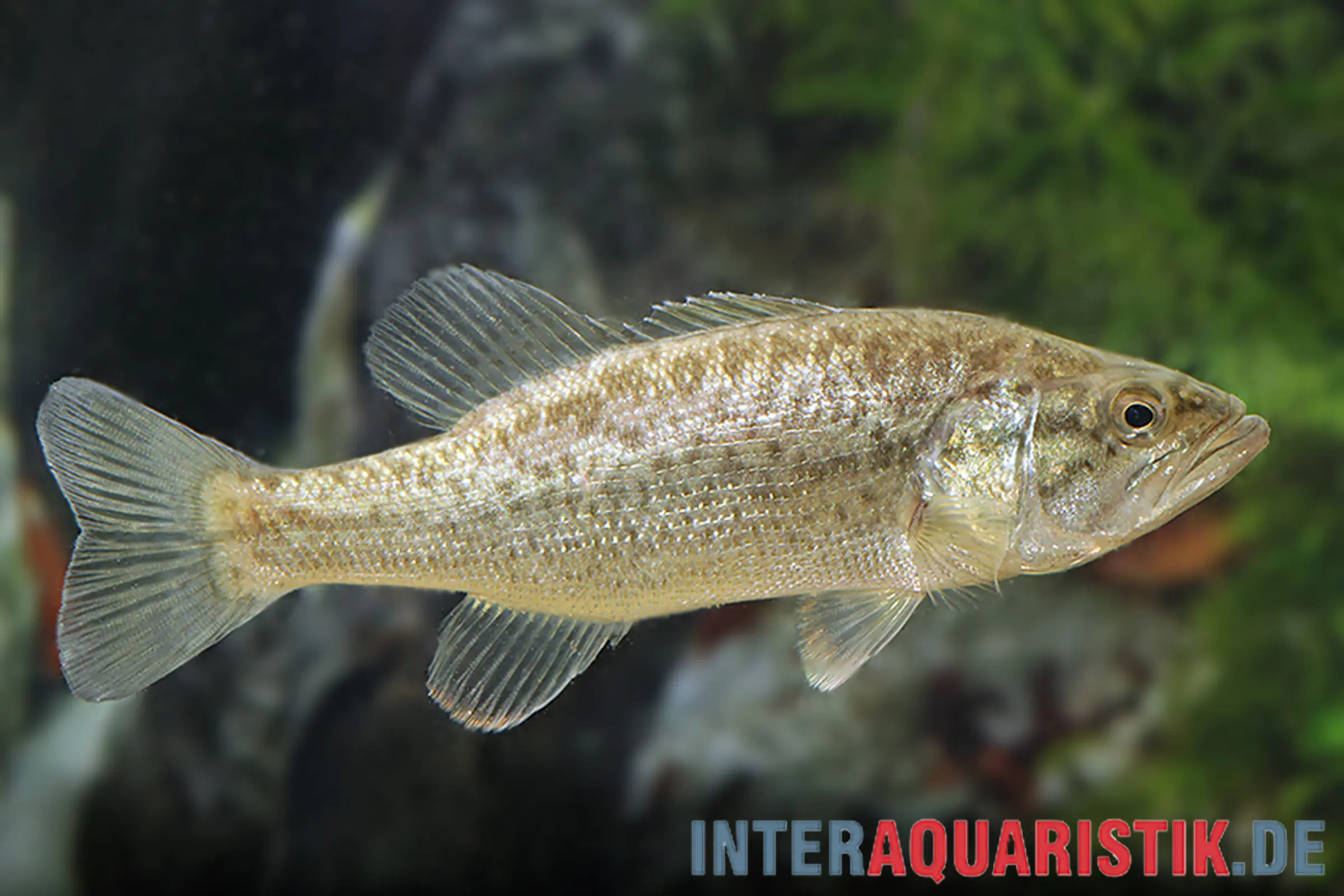 Seitliches Foto eines Forellenbarsches (Micropterus salmoides), 10–12 cm, Kaltwasser; kompakte, dichte Schuppenstruktur, großes Raubmaul und lauernder Blick – geeignet für große, geschlossene Naturteiche mit ausgeprägter Brutpflege