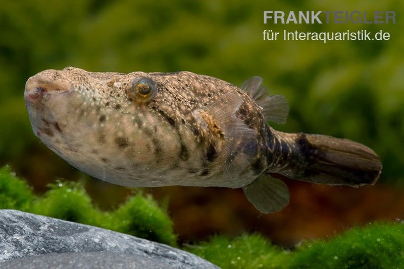 Mekong-Kofferkugelfisch, Tetraodon suvattii