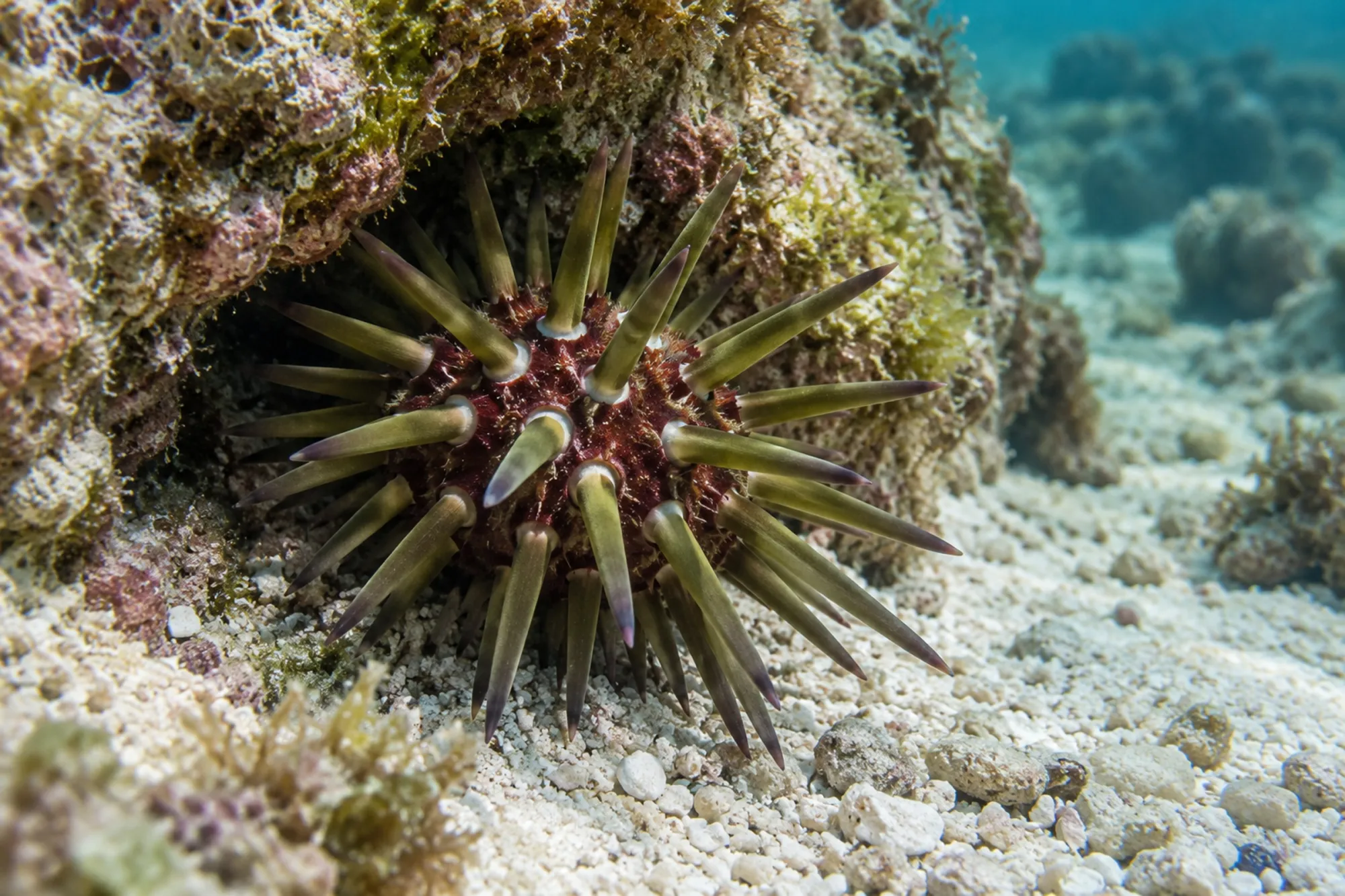 Riffdachseeigel, Echinometra viridis