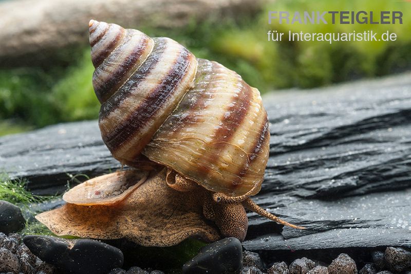 Pianoschnecke, Taia naticoides