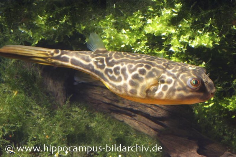 Goldringelkugelfisch, Tetraodon mbu (Rarität), Größe ca. 2.5 cm