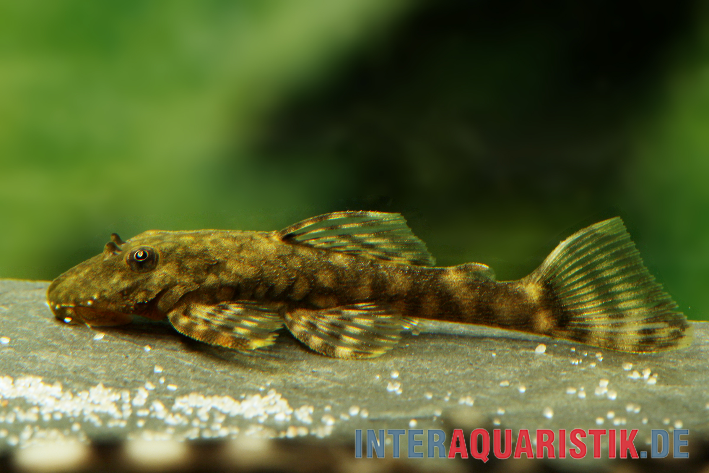 Brauner Paraguay-Antennenwels, L89, Ancistrus tamboensis, 4-5 cm