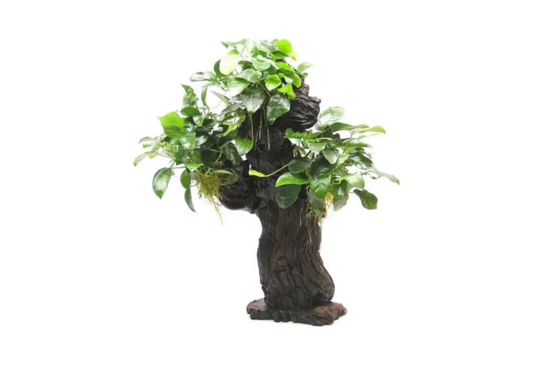 Mbuna L mit Anubias barteri var. nana, ca. 12x19x45 cm