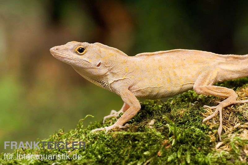 Bahama-Anolis, Anolis sagrei, Ohne Geschlechtsauswahl