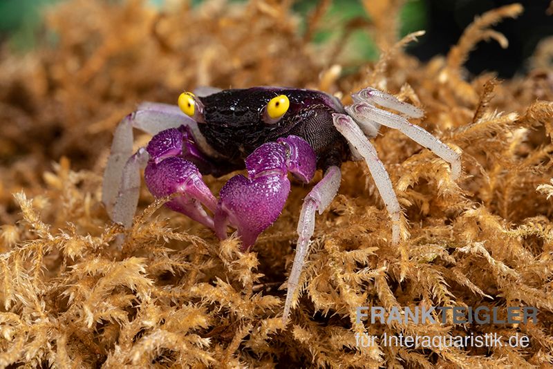 Purpuralba-Vampirkrabbe, Geosesarma sp. lilaweiss, Zufällig ausgewählt