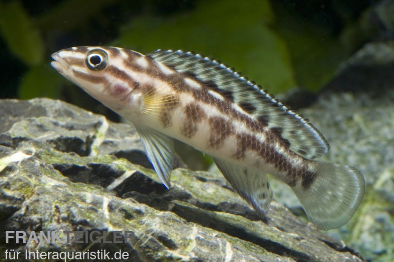 Schachbrett-Schlankcichlide, Julidochromis marlieri, DNZ