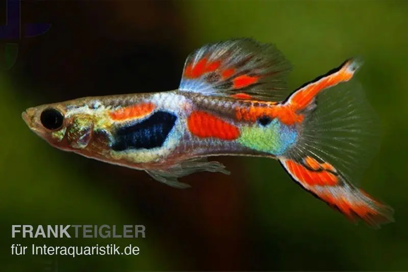 Roter Endlerguppy, Poecilia wingei, paarweise
