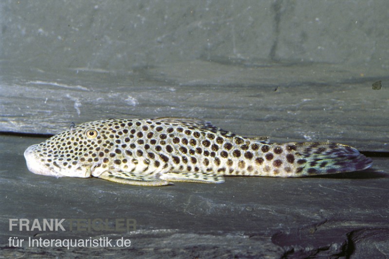 Punktierter Gebirgsharnischwels, Chaetostoma sp. L148, L445