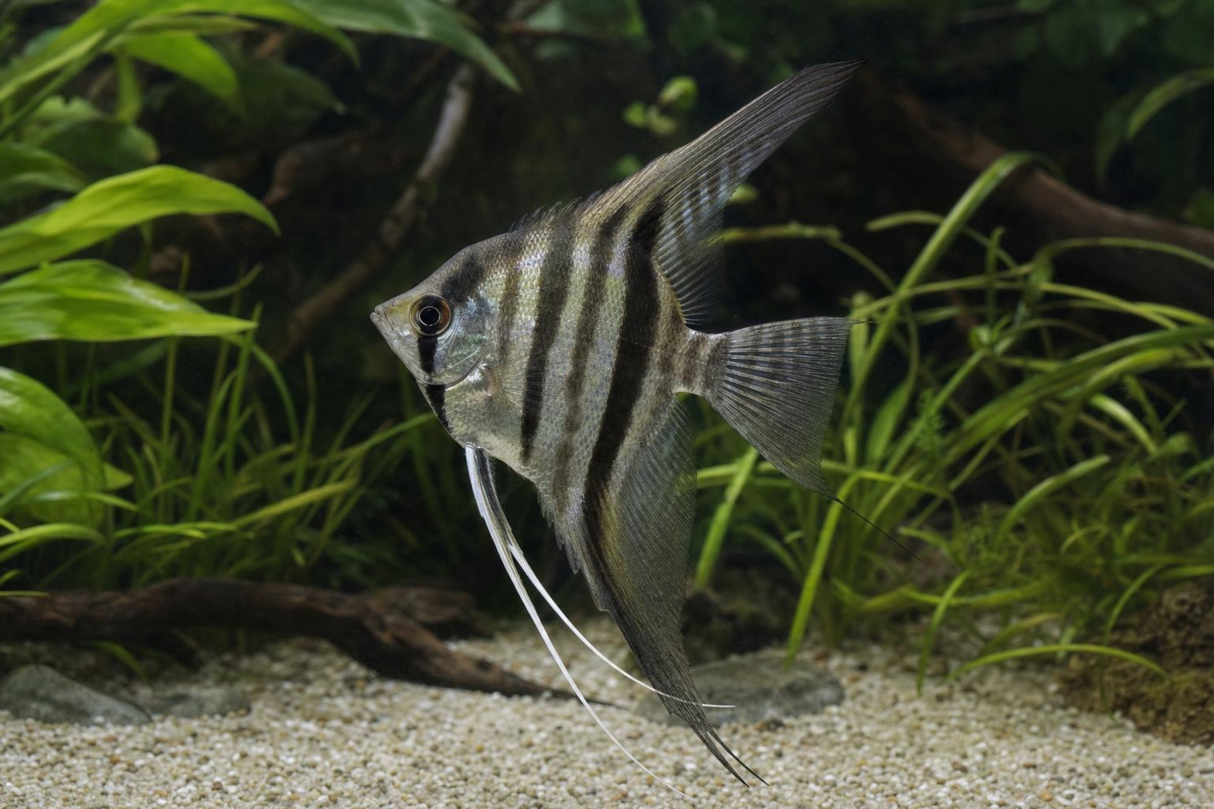 Altum-Skalar „Rio Inírida“, Pterophyllum altum