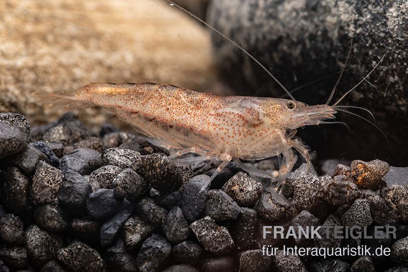 Australische Amanogarnele, Caridina typus (Rarität)