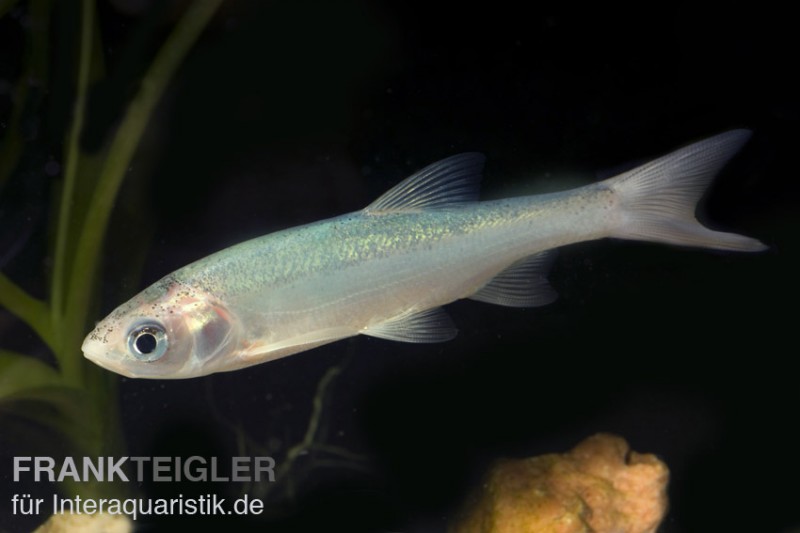 Blaue Orfe, Leuciscus idus, 7-12 cm, DNZ (Kaltwasser)