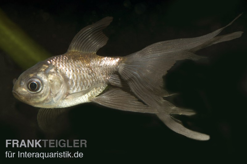 Schleierschwanz Bronze, Carassius auratus (Kaltwasser)