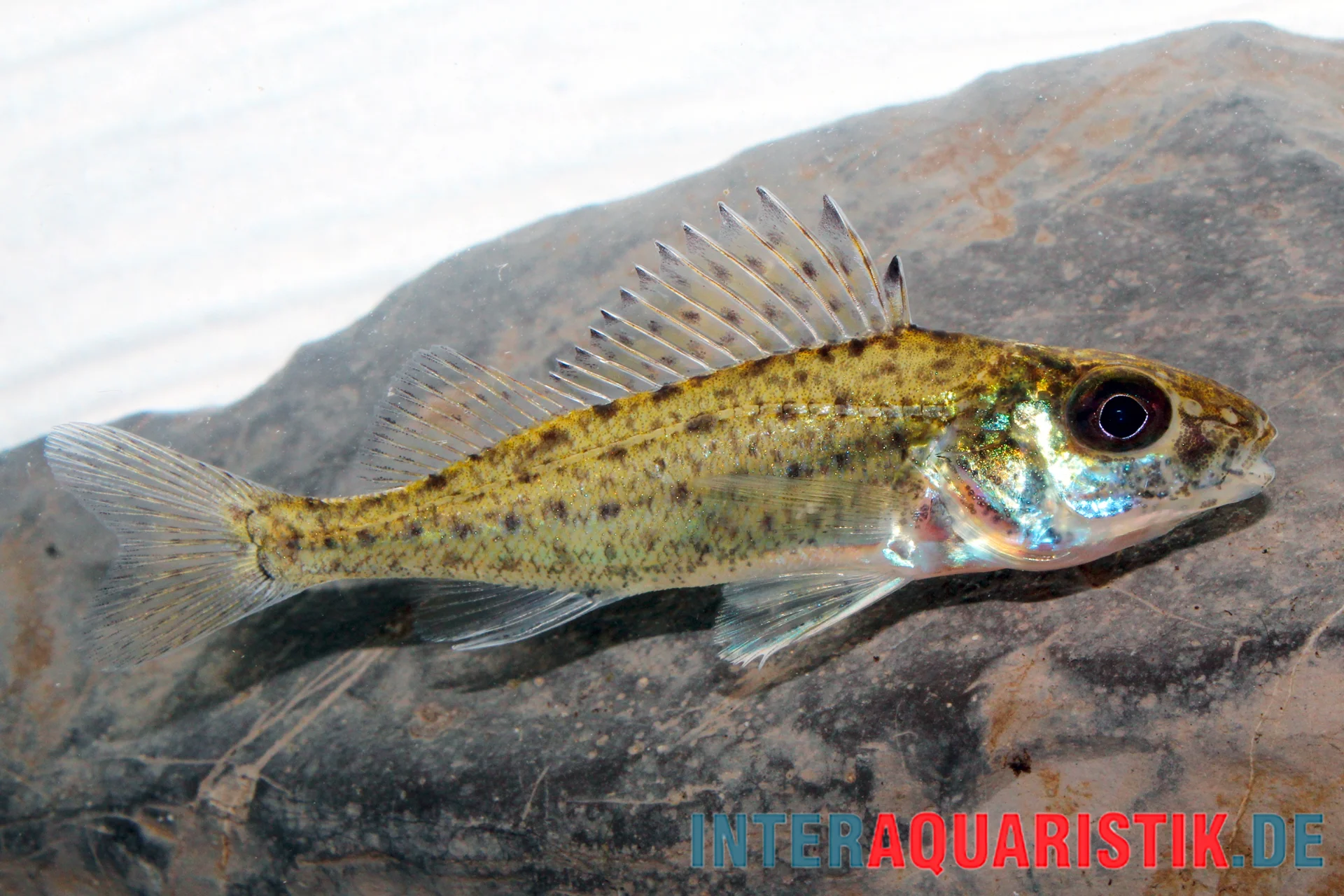 Kaulbarsch, Gymnocephalus cernua, 7-10 cm (Kaltwasser)