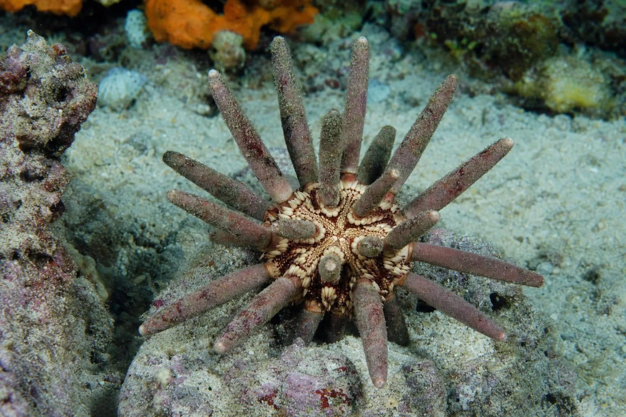Karibischer Lanzenseeigel, Eucidaris tribuloides