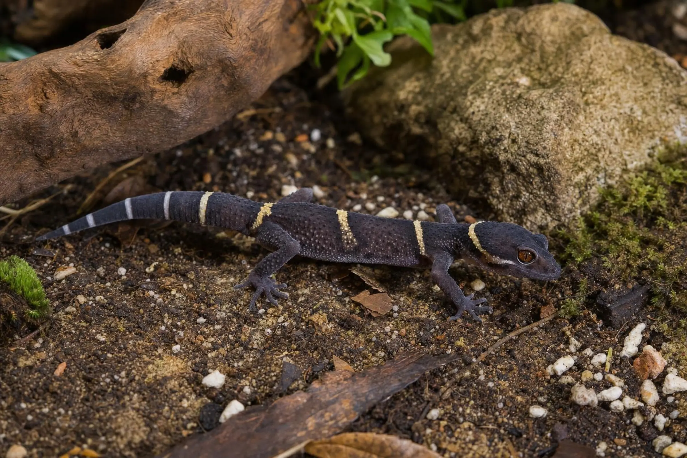 Hainan-Krallengecko aus Nachzucht, Goniurosaurus hainanensis