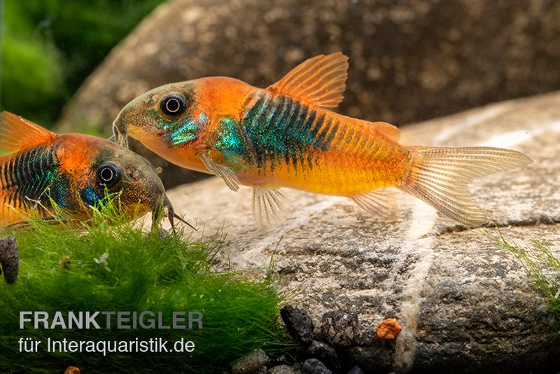 Orangener Venezuelapanzerwels, Corydoras venezuelanus orange