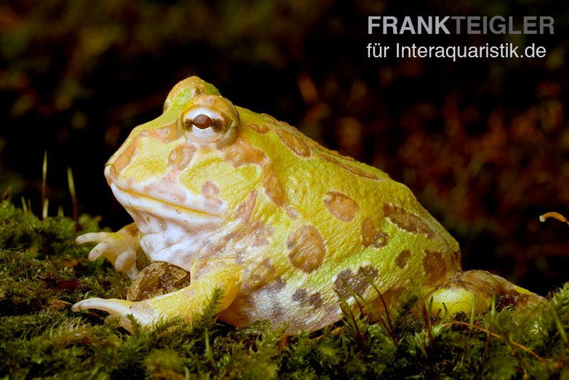 Albino Pacman-Frog, Schmuckhornfrosch, Ceratophrys cranwelli albino