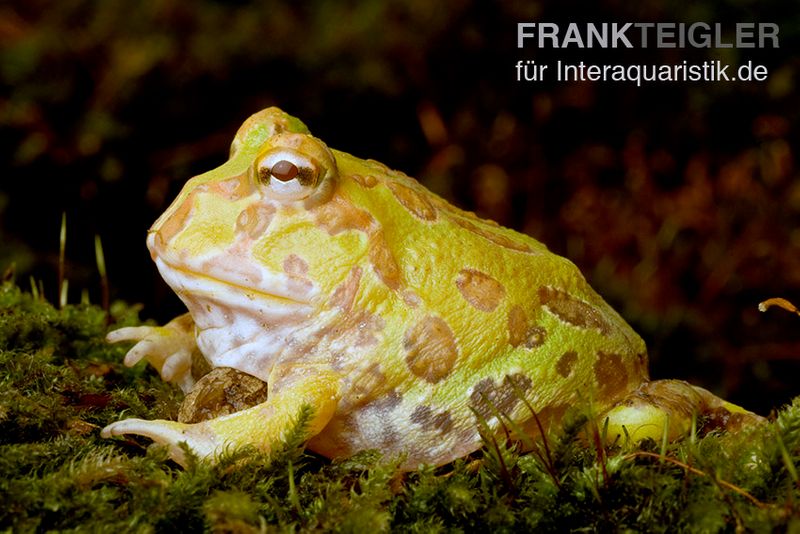 Albino Pacman-Frog, Schmuckhornfrosch, Ceratophrys cranwelli albino