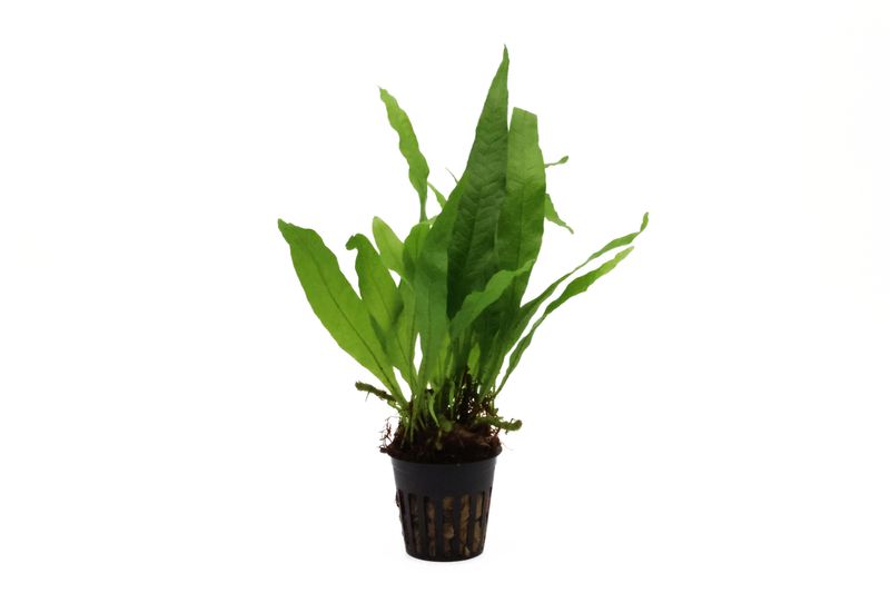 Javafarn, Microsorum pteropus, XL-Pflanze, Mutterpflanze
