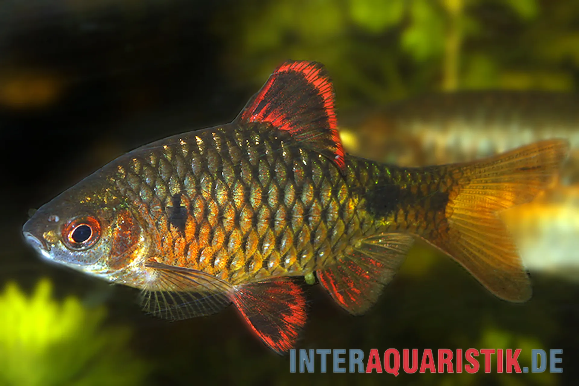 Nahaufnahme eines männlichen Roter Zwergbärblings (Puntius titteya) mit leuchtend roten Flossen und goldgrün schimmernden Schuppen im Aquarium